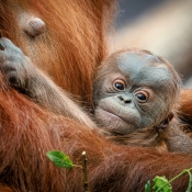 ORANGUTAN SUMATERSKÝ HARAPAN